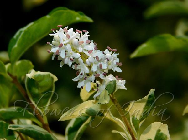 Chinese Privet