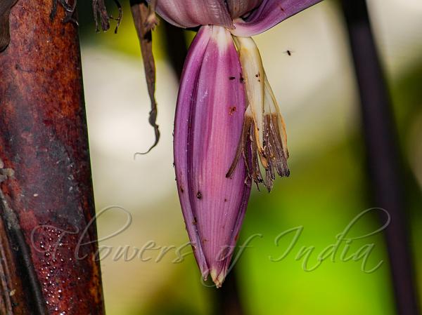 Chinese Purple Banana