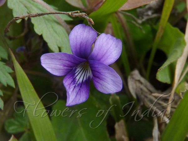 Chinese Violet
