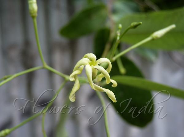 Chinese Wax-Leaf Climber