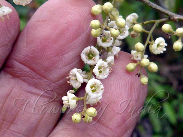 Chisia Wild Berry
