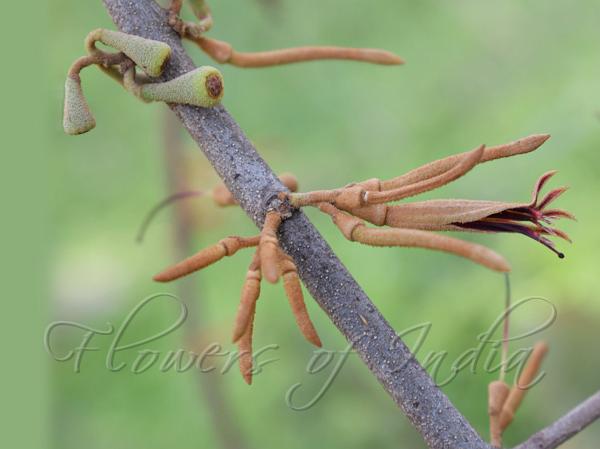 Cinnamon Mistletoe