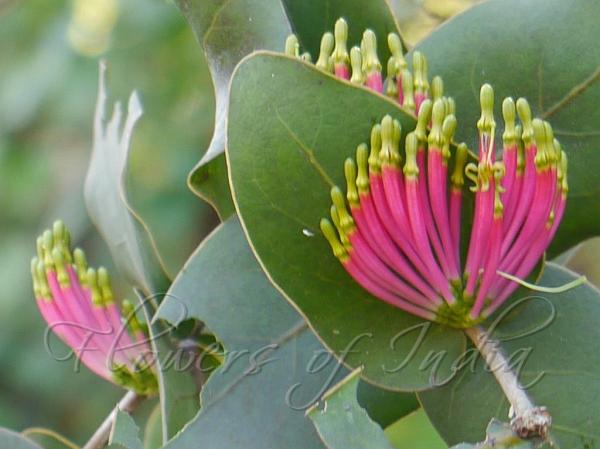 Clasping Leaf Mistletoe
