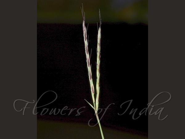 Clasping-Leaf Carpetgrass