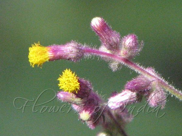Clustered Knob-Bush