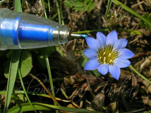 Clustered Summer Gentian