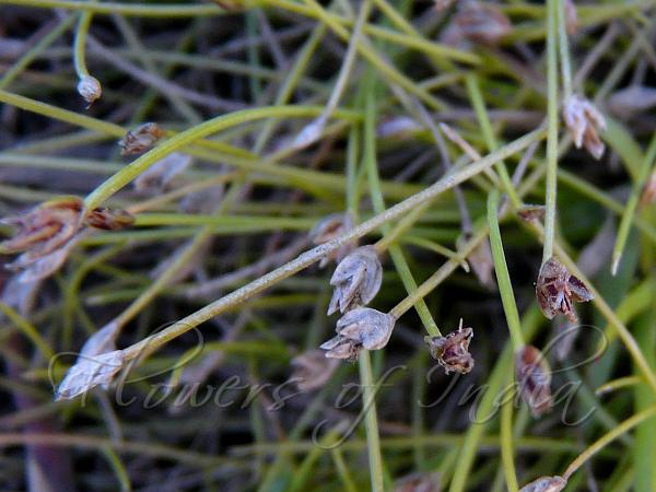 Coastal Plain Spike-Rush