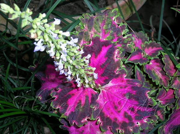 Coleus