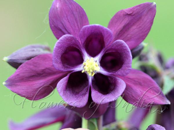 Common Columbine