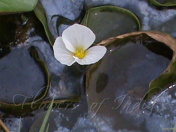 Common Frogbit