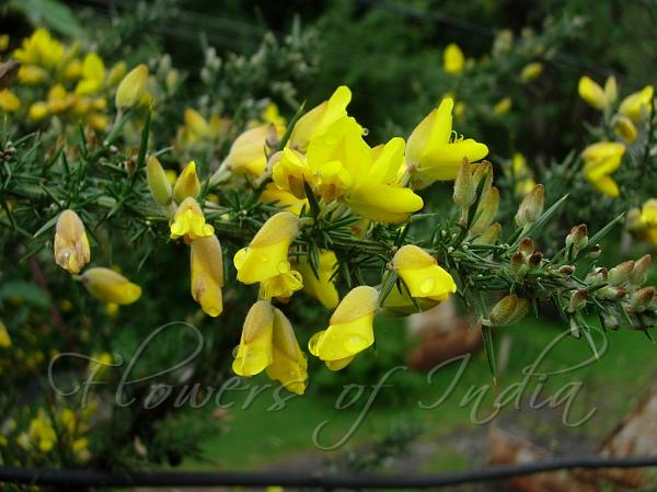 Common Gorse