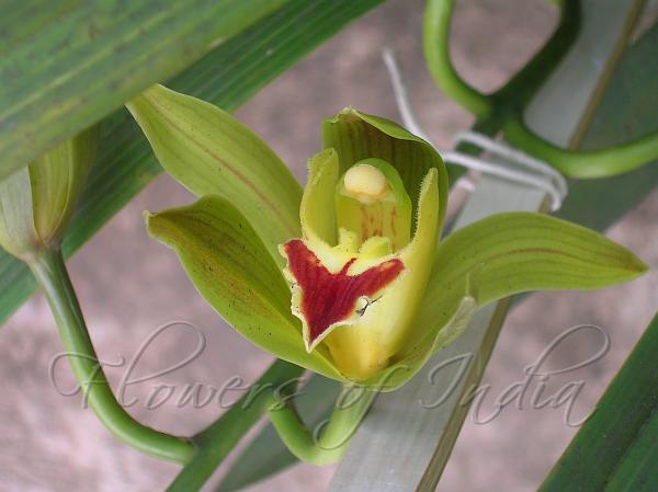 Common Green Cymbidium