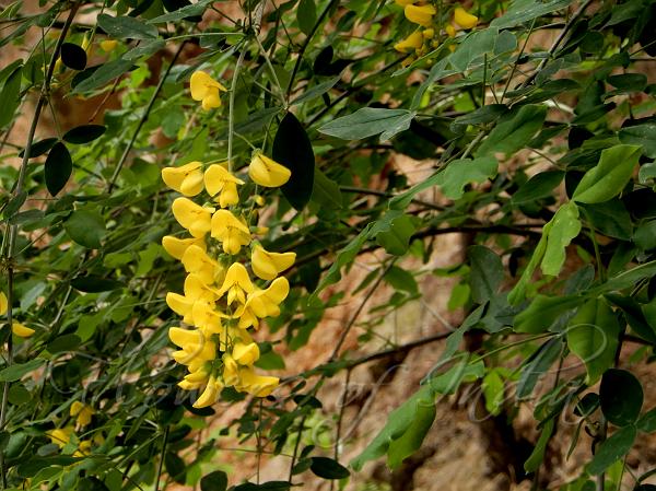 Common Laburnum
