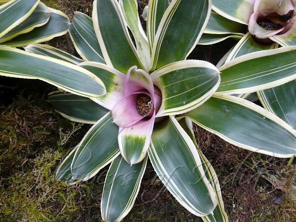 Concentric Neoregelia