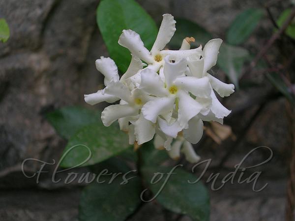 Confederate Jasmine