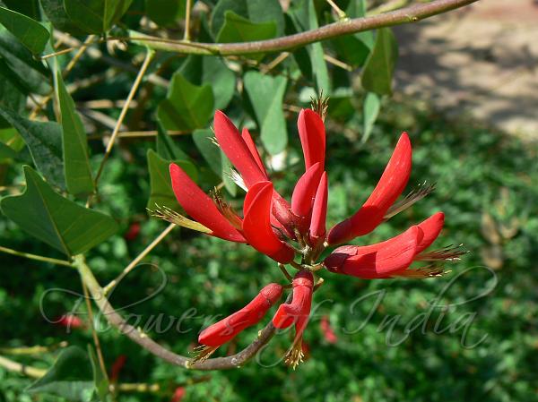 Coral Bean Tree