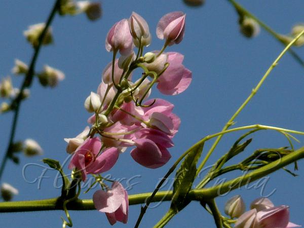 Coral Vine