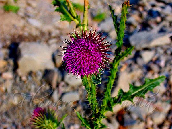 Cotton Thistle