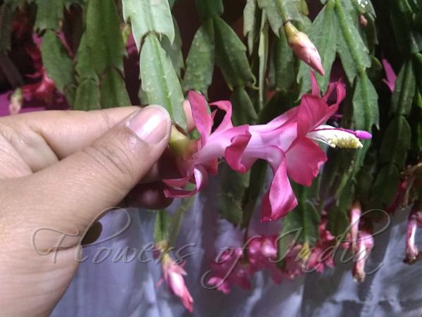 Crab Cactus