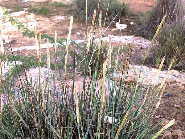 Creek Rat-Tail Grass