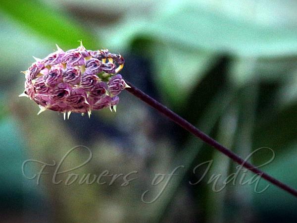 Creeping Bulb-Leaf Orchid