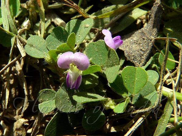 Creeping Tick Trefoil