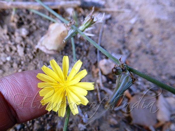 Creeping Wild Lettuce