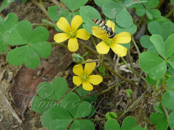 Creeping Wood Sorrel