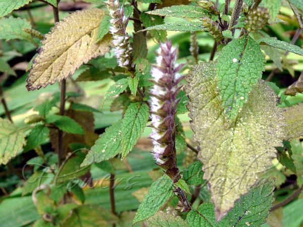 Crested Late-Summer Mint