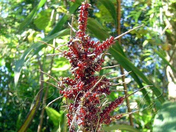 Crimson Seeded Sedge