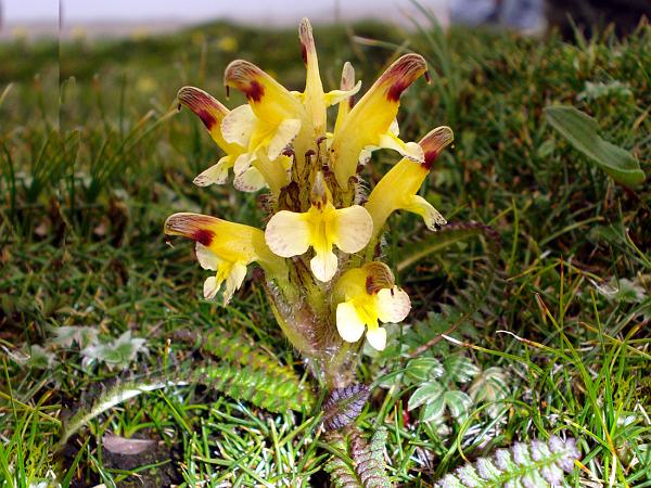 Crimson-Tip Lousewort