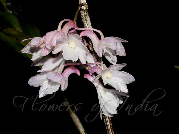 Crowded Dendrobium