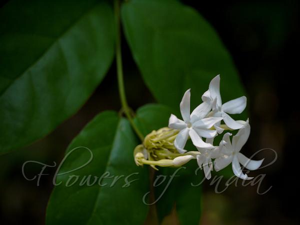 Crowded-Flower Jasmine