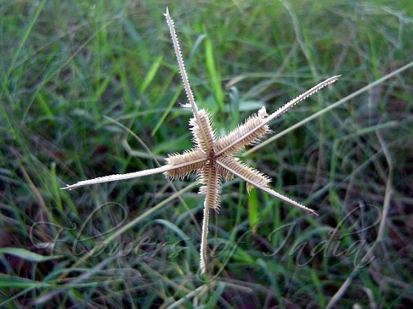 Crowfoot Grass