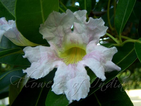 Cuban Pink Trumpet Tree