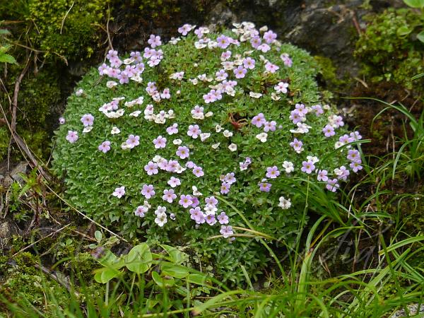 Cushion Rock Jasmine