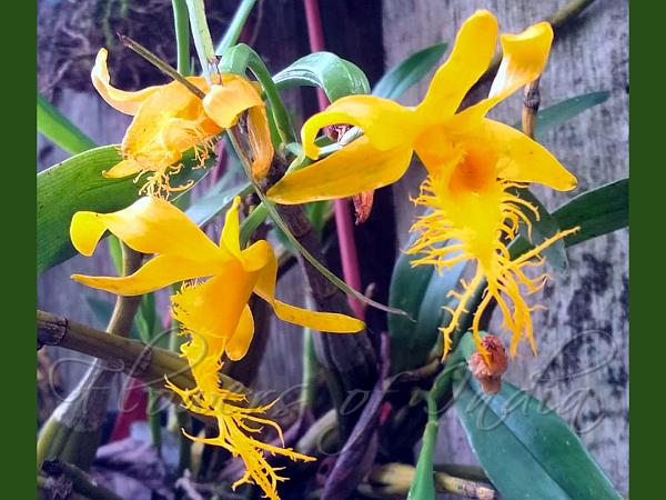 Cut-Lip Dendrobium