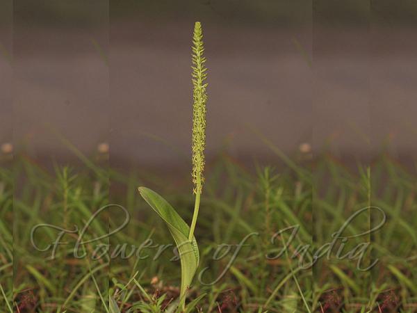 Cylindrical Snout Orchid