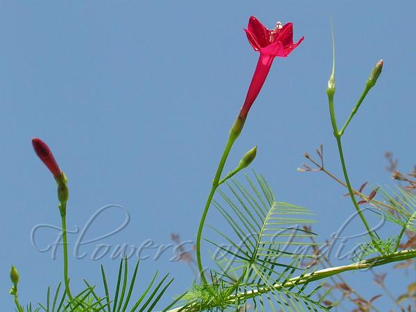 Cypress Vine