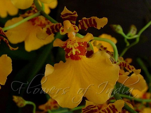 Dancing Doll Orchid