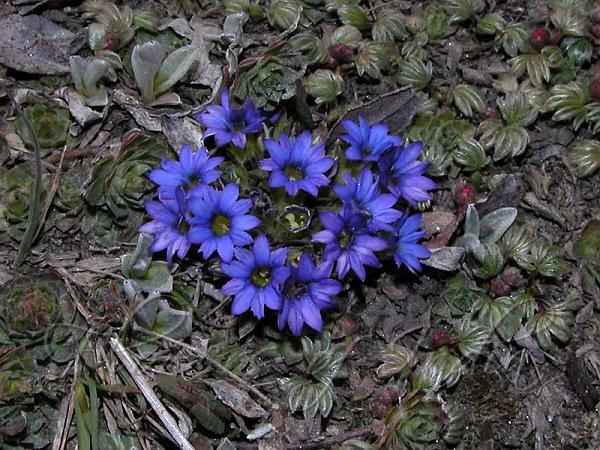 Dark Blue Gentian