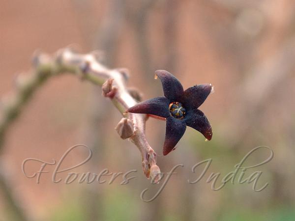 Dark Purple Caralluma