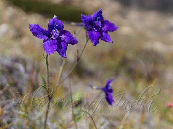 Dark-Blue Delphinium