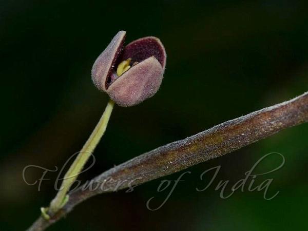 Dark-Purple Bowl-Flower