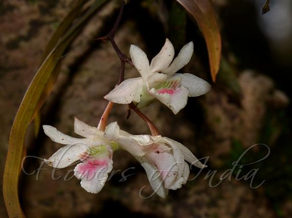 Deccan Dendrobium