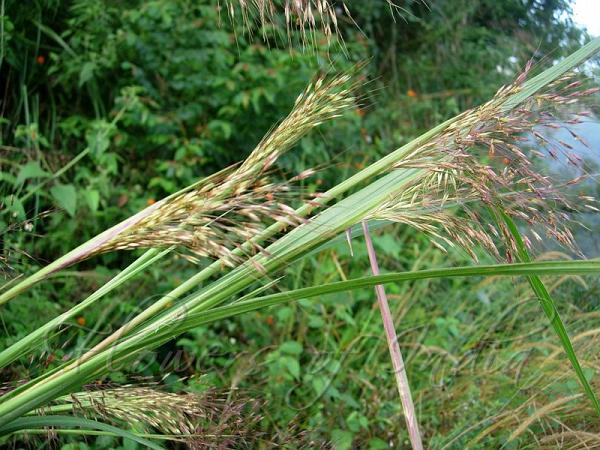 Deccan Golden Beardgrass