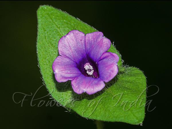 Deccan Morning Glory