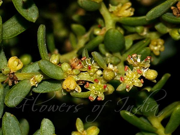 Deccan Seepweed