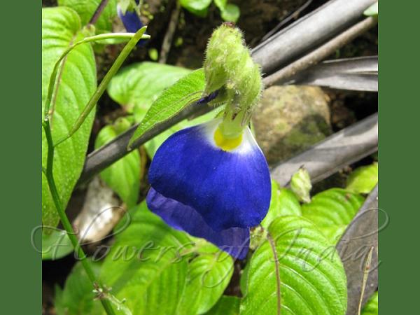 Deccan Tongue-Lip