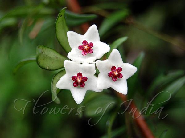 Deccan Wax Flower